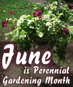 June is Perennial Gardening Month