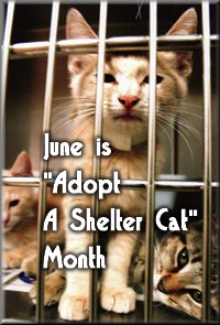 June is Adopt A Shelter Cat Month