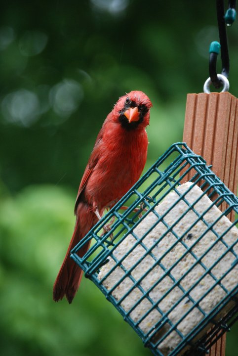 Northern Cardinal (male) © Abby Karamanova - Wild Bird Centers of America
